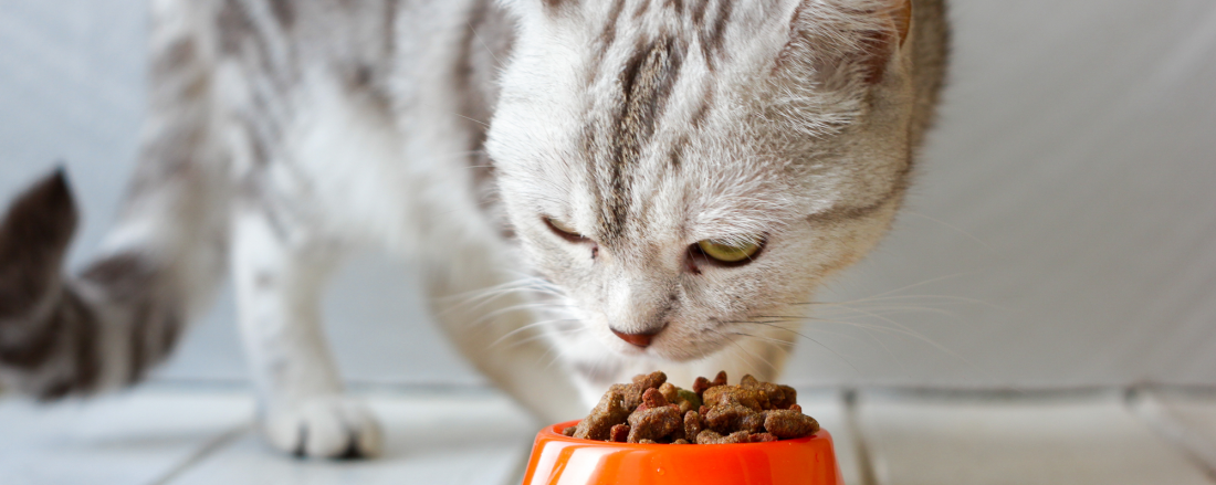 digestive enzymes for cats