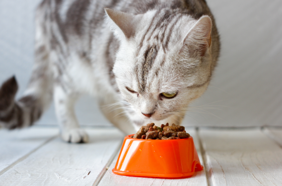digestive enzymes for cats