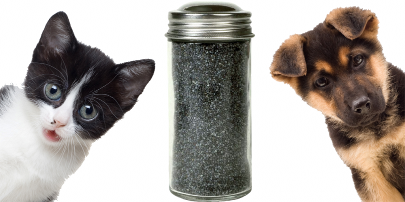 chia-seeds-for-pets