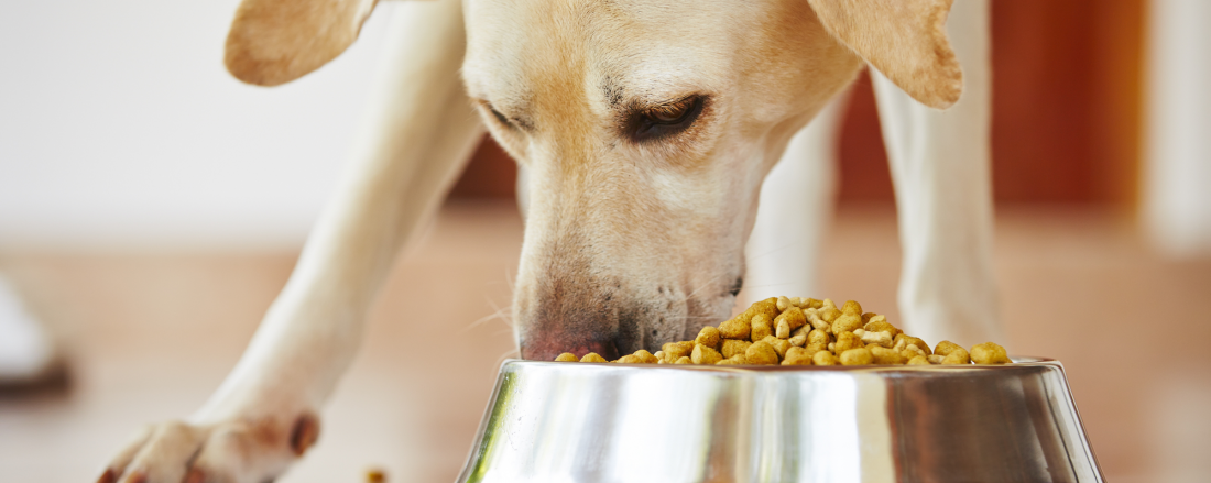 digestive enzymes for pets