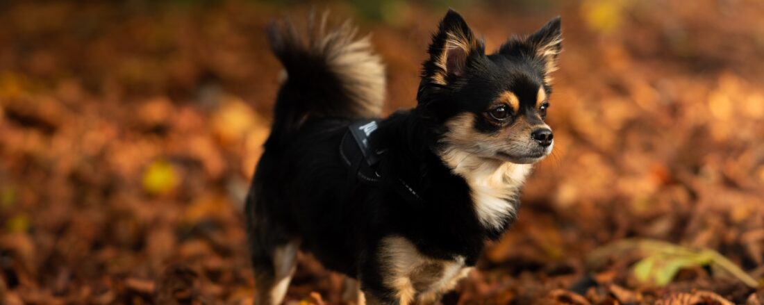 best pet supplements for fall