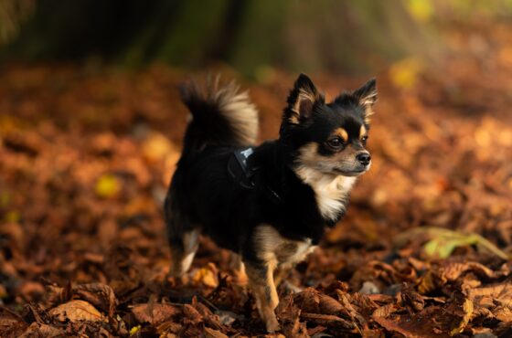 best pet supplements for fall