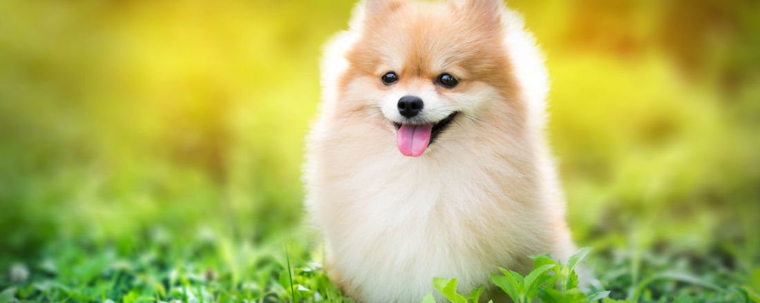 probiotics for pets