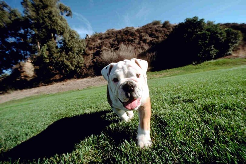 workout with your pet