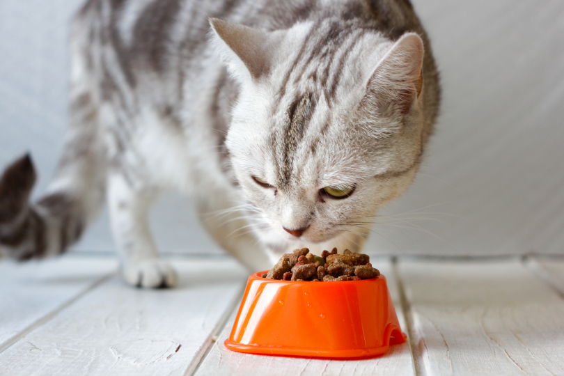 digestive enzymes for cats