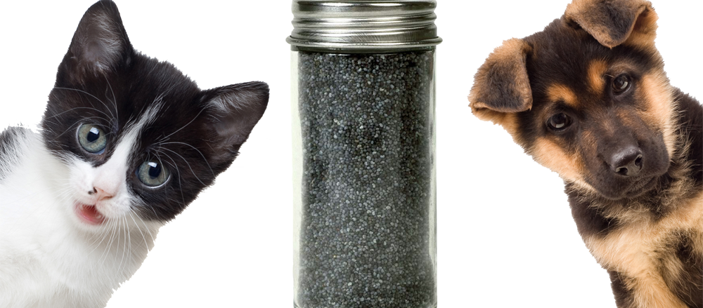 chia-seeds-for-pets