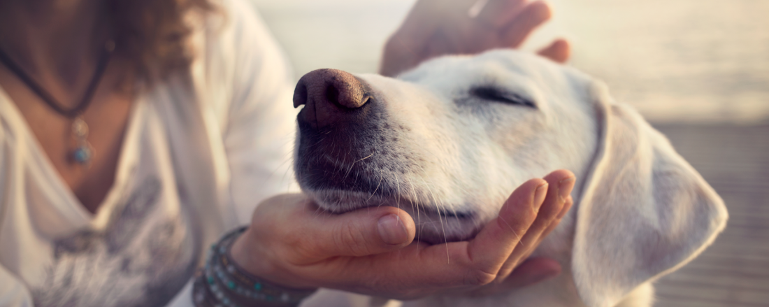 probiotics for dogs